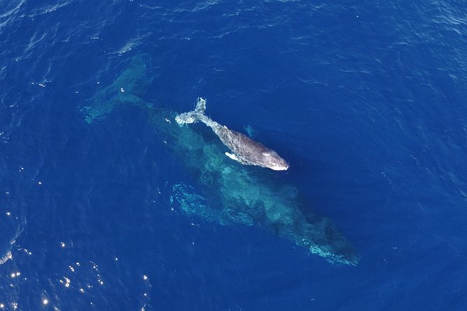 Cabo Group Whale Watching Tour - Incl FREE Photos & Whale Sightings Guarantee - Inclusions and Amenities Provided