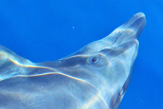 Cabo Private Whale Watching Tour - Incl FREE Photos & Whale Sightings Guarantee - Comfortable Boat With Restroom Facilities