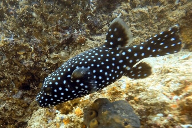 Cabo San Lucas Private Snorkeling Tour - Tour Highlights