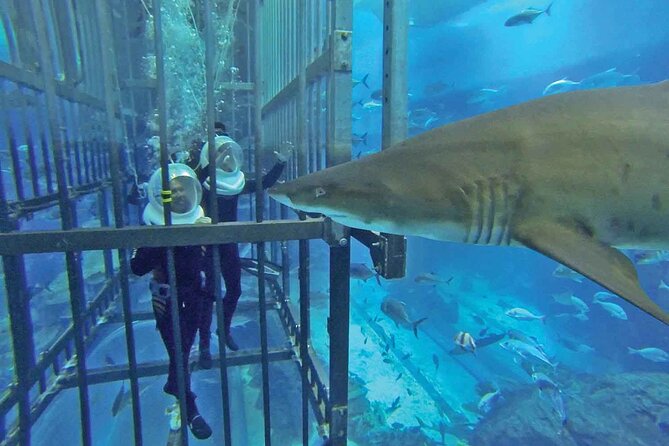 Cage Snorkeling Dubai Mall Aquarium - Common Questions