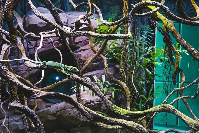 Cairns Aquarium by Twilight Tour - Viator Information