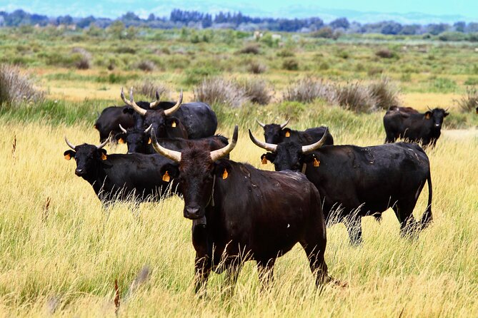Camargue Small-Group Day Trip From Avignon - Reviews