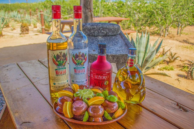 Camel Outback Adventure With Mexican Buffet and Tequila Tasting - Customer Service and Pricing