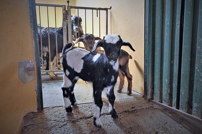 Canarian Animal Farm Car Tour. Goat Cheese and Local Wine. - Local Wine Pairing at the Farm