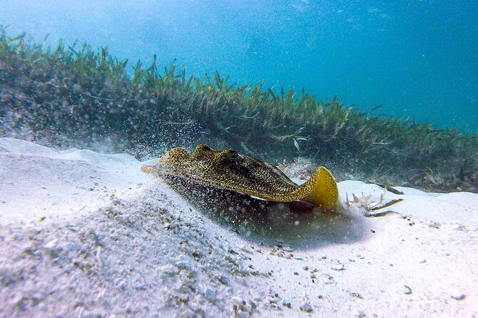 Cancun Snorkeling Adventure: Underwater Museum, Reef & Shipwreck - Tour Highlights and Logistics