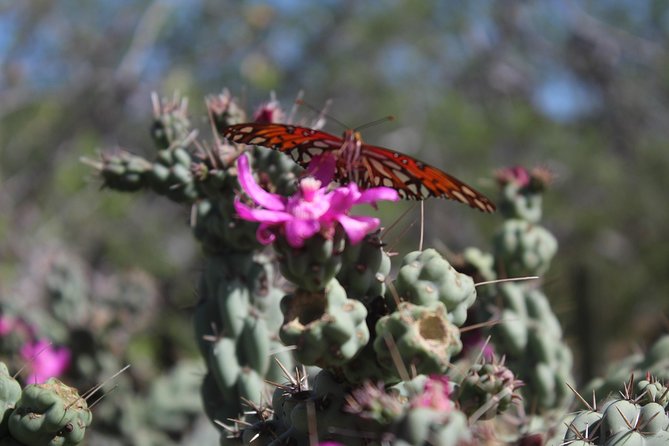 Candelaria Village Desert & Beach ATV Tour - Cancellation Policy and Refunds