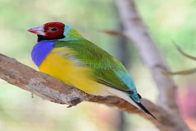 Cape Tribulation and Daintree Wilderness Day Tour in Cairns - Inclusions and Maximum Traveler Limit