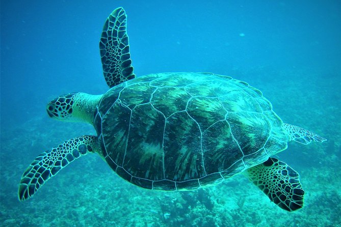CAPTAIN ALANS 4hr -3 Islands-snorkeling-turtles-beach ADVENTURE - Pricing and Terms