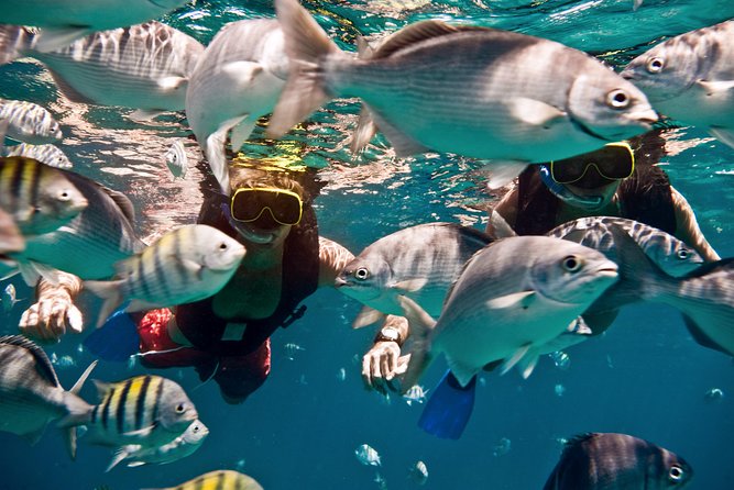 Catamaran and Snorkeling Cruise At Carlisle Bay - Snorkeling at a Shipwreck