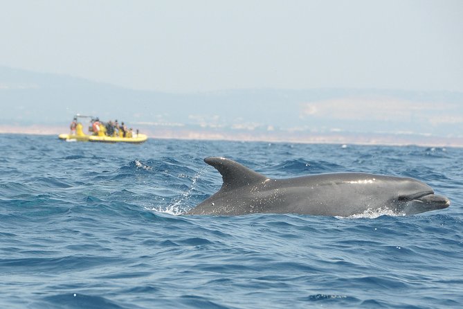Caves and Dolphin Watching Cruise From Albufeira - Positive Feedback and Host Responses