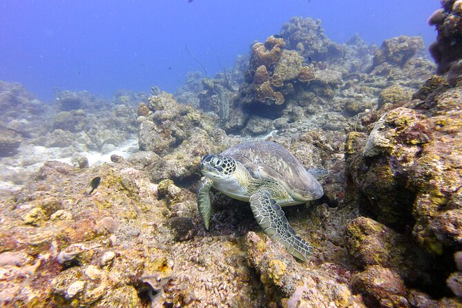 Certified Scuba Diving in Curacao - Common Questions