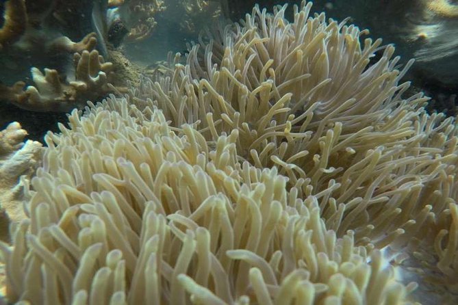 Cham Islands Snorkeling Tour by Wooden Boat From Hoi an - Additional Information