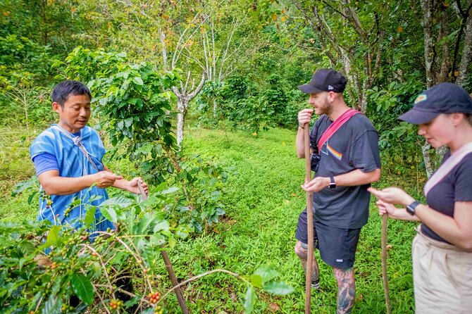 Chiang Mai Coffee Tour: Trekking to Farm, Roast and Brew Workshop - Master the Craft of Coffee Brewing