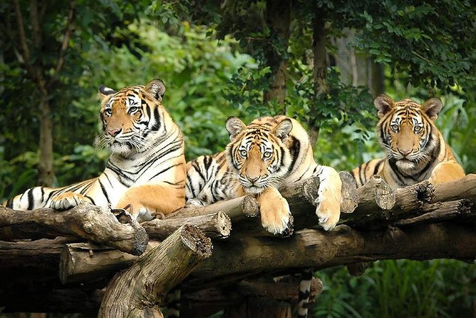 Chiang Mai Night Safari Tour Including Transfer (Minimum 2 Pax) - Traveler Photos