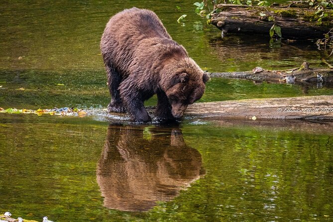 Chichagof Island Tour: Brown Bear Search - Pickup Details for the Tour
