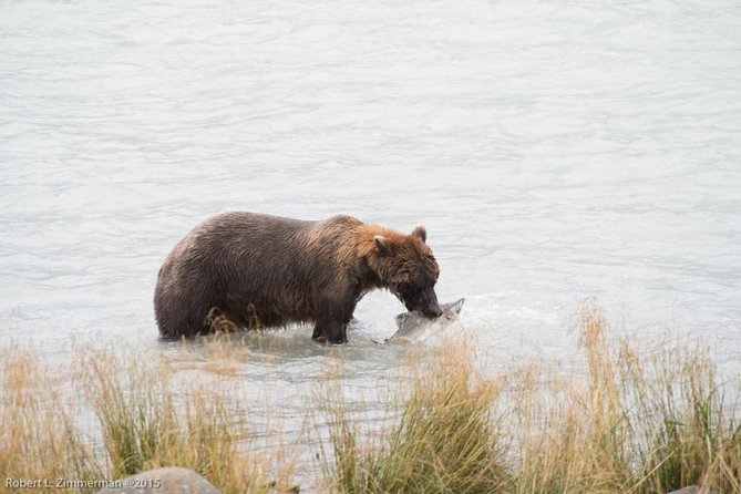 Chilkoot Wilderness and Wildlife Viewing (2.5 Hrs in Haines) - Wildlife Sightings