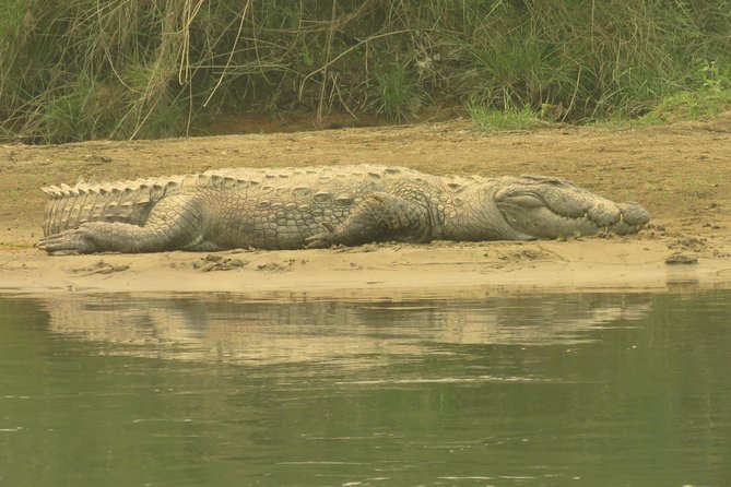 Chitwan Mission Big Cat 4-Day Package  - Sauraha - Daily Itinerary