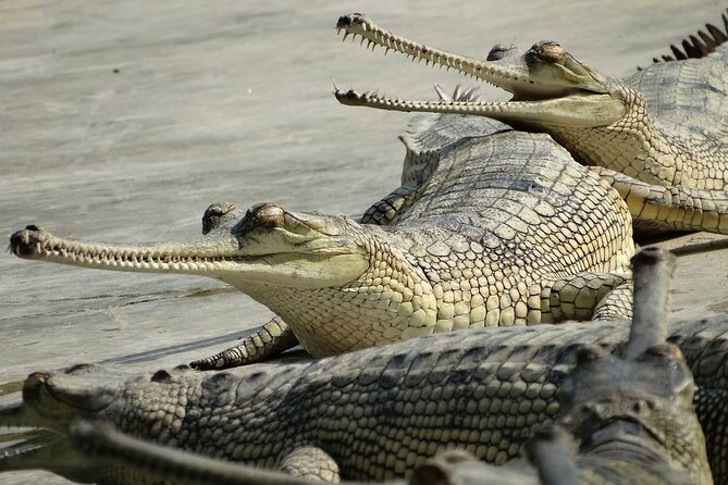 Chitwan National Park Pvt. Jeep Safari Untouched Side From Madi - Cancellation Policy