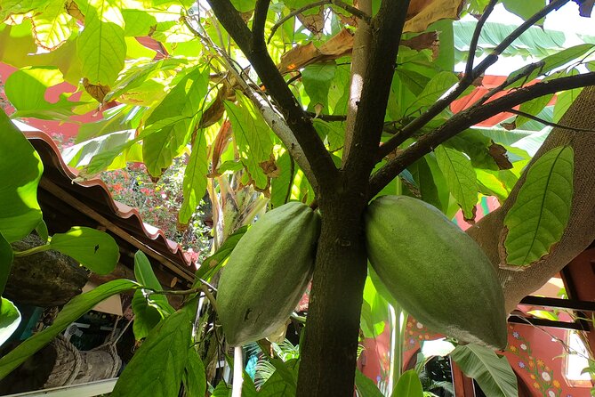 Chocolate Factory, Mayan Culture, Flavored Tequila & Tacos. - Reviews