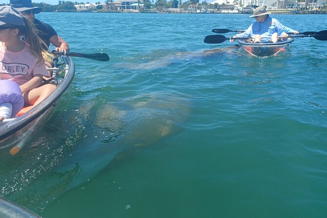 Clear Kayak Glass Bottom Day Tour - Sarasota - Requirements and Accessibility