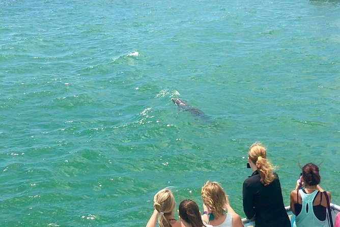 Clearwater Bay, Gulf Coast Dolphin Watching Cruise - Double-Decker Catamaran and Bottlenose Dolphins
