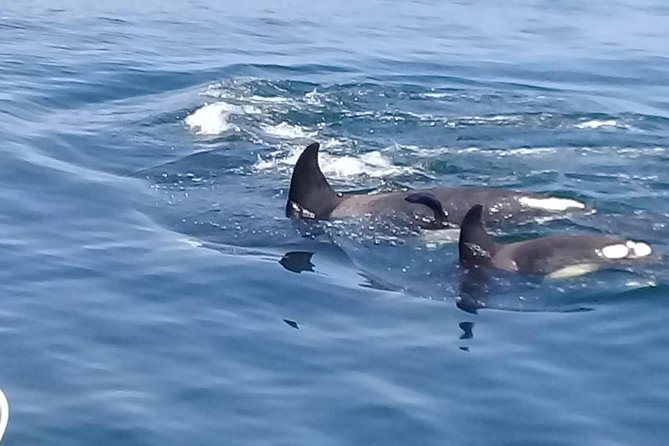 Coastline Whale & Dolphin Watching Experience - Tips for a Memorable Experience