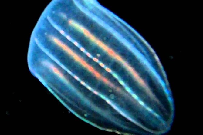 Cocoa Beach Night Time Bioluminescence Kayak Tour - Expectations and Requirements