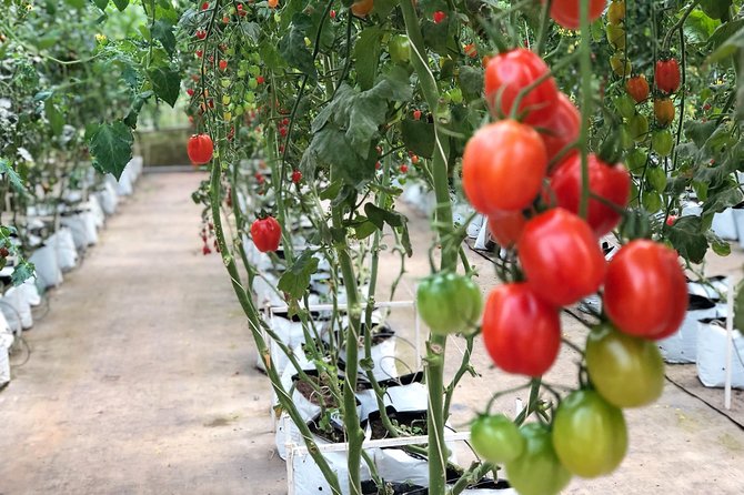 Coffee Class and DaLat Outskirt Tour - Exploring DaLat Outskirts