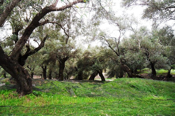 Corfu Shore Excursion and City Tour With Balcony of the Gods - Disappointments and Issues