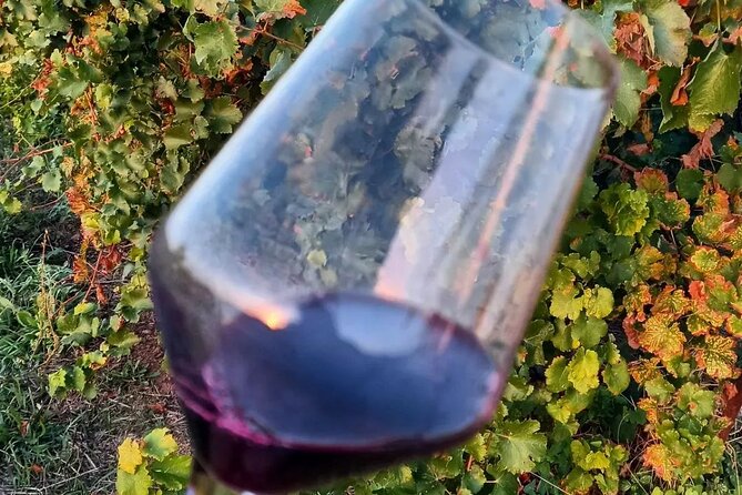 Corinth Winery Tour and Organic Fine Wine Tastings - Organic Vineyard Tour