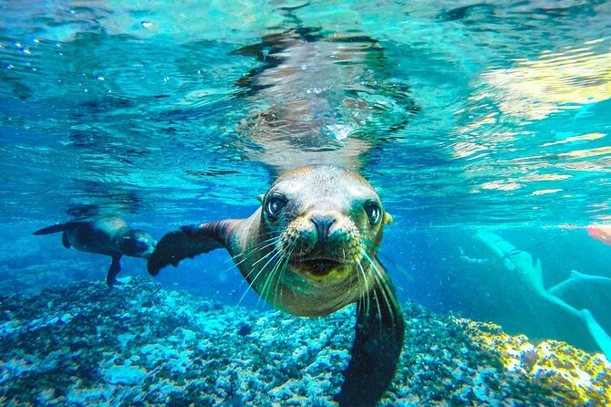 Coronado Island Adventure, Snorkeling & Picnic on the Beach - Traveler Reviews: Rave Ratings and Honest Opinions