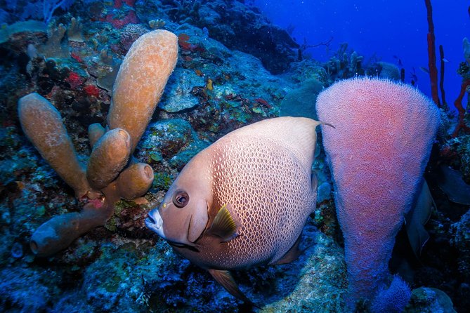 Costa Maya Shallow Reef Snorkeling Tour - Positive Experiences and Private Charter Option