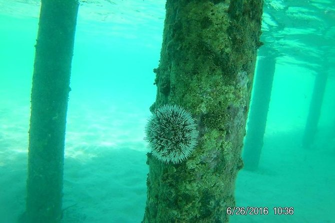 Costa Maya Snorkel Boat Tour and Beach Club Visit - Positive Experiences
