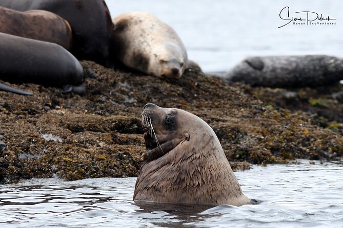 Cowichan Bay Half Day Whale & Wildlife Adventure - Requirements and Recommendations