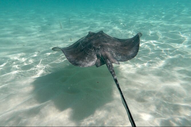 Cozumel: Small Group Glass Bottom Boat Snorkeling Tour - Reviews