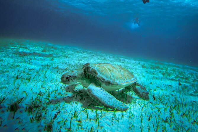 Cozumel Snorkeling in Turtle and Starfish Sanctuary - Capturing Unforgettable Moments With Underwater Photography