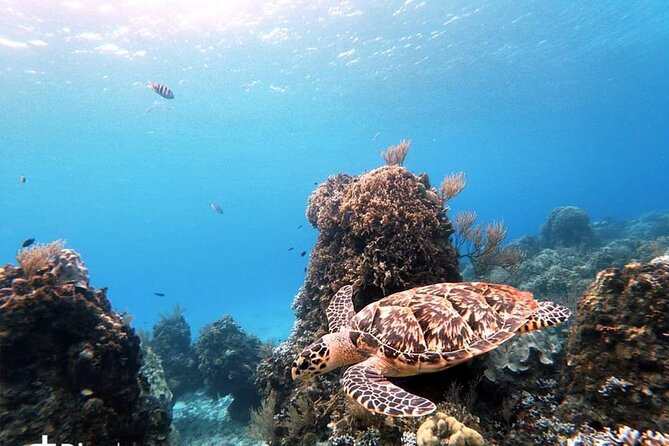 Cozumel Snorkeling Tour: Starfish, Stingrays and the Turtle Bay Experience - Customer Experiences and Testimonials