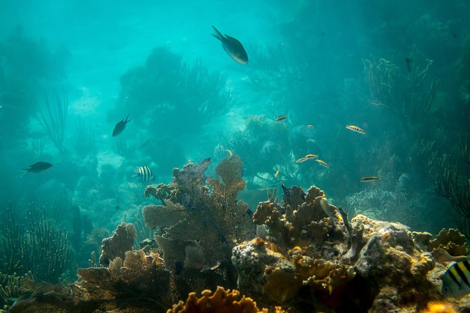 Culebra Day Trip by Catamaran From Fajardo - Worth the Experience
