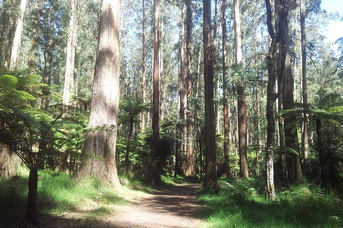Dandenong Ranges Private Day Tour - Meeting and Pickup