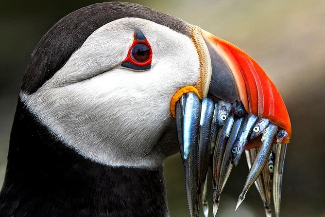Dingle Boat Tours Wildlife RIB Adventure - Whats Included and Meeting Point