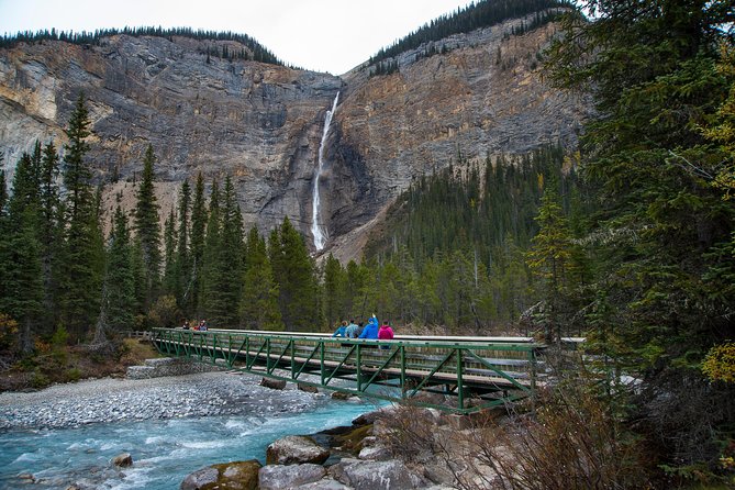 Discover Grizzly Bears From Banff - What to Expect on the Tour