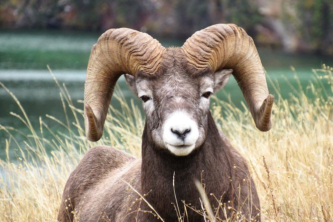 Discover Jasper and Its Wildlife - Viator Help Center
