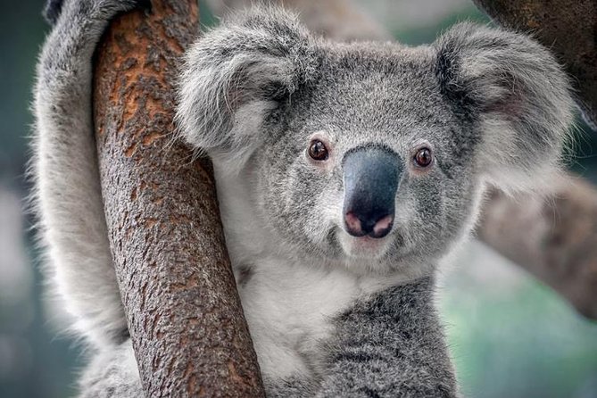 Discover Perth Full Day Tour - What to Expect
