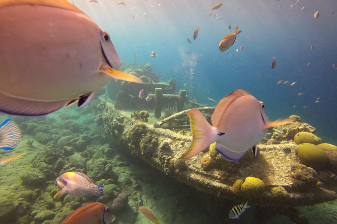 Discover Scuba Dive - What to Expect and Additional Information