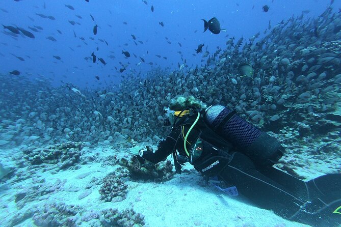 Discover Scuba Diving Adventure in Dubai - The Sum Up