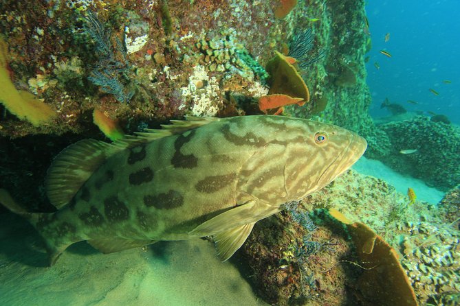 Discover Scuba Diving Around Los Cabos - Dive in the Sea of Cortez With a Pro Instructor