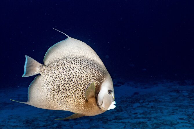 Discover Scuba Diving at Cozumel Marine Park - Reviews