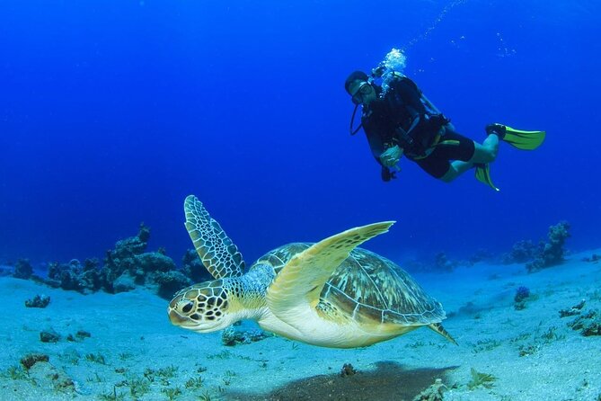 Discover Scuba Diving & Beach Club With Transportation in Riviera Maya - Additional Information