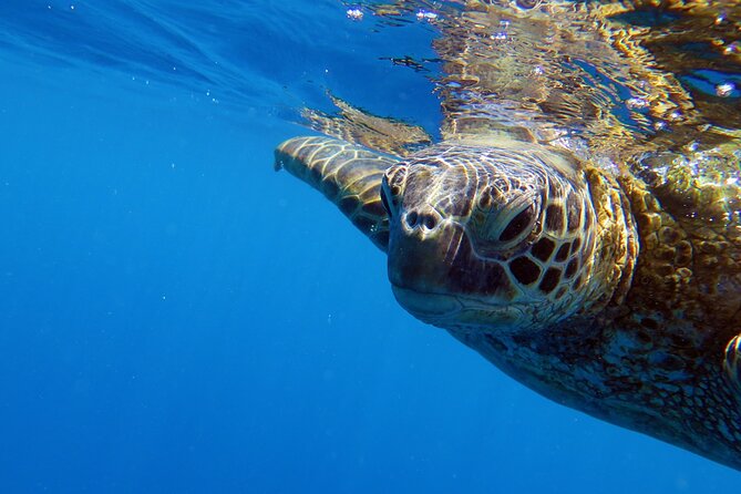 DISCOVER Scuba Diving Experience in Honolulu - Tour Guide and Crew