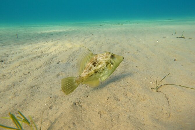 Discover Scuba Diving Experience in Nea Makri - Traveler Photos and Reviews